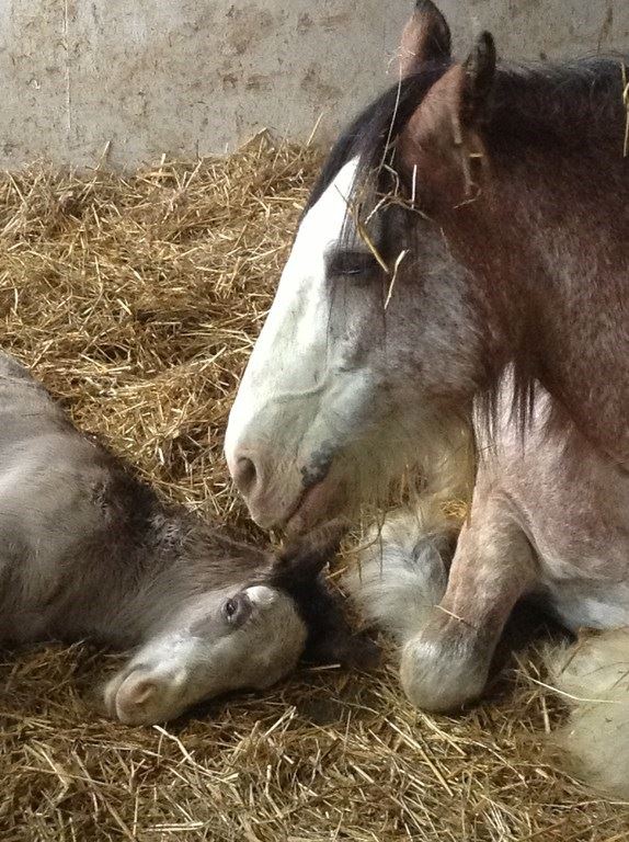 Holly and her foal
